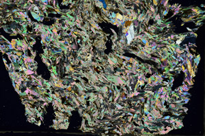 Cross Polarized, S88693