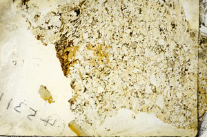 Plane Polarized, S88695