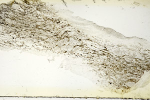 Plane Polarized, S88708
