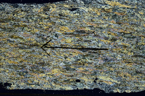 Cross Polarized, S88727