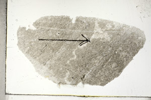 Plane Polarized, S88731