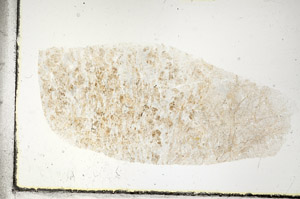 Plane Polarized, S88738