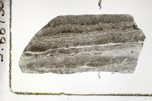 Plane Polarized, S88750