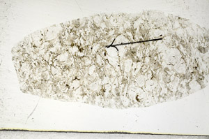 Plane Polarized, S88759