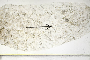 Plane Polarized, S88761