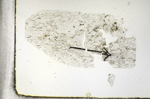 Plane Polarized, S88762