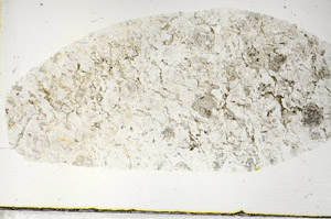 Plane Polarized, S88763