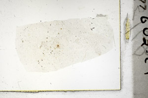Plane Polarized, S88777