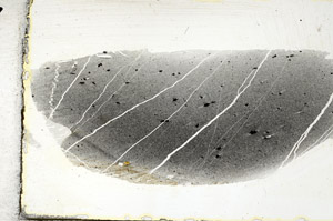 Plane Polarized, S88783