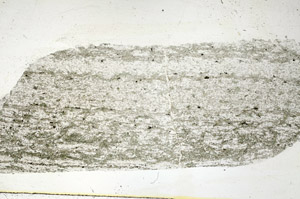 Plane Polarized, S88794