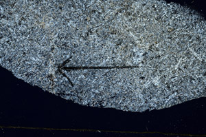Cross Polarized, S88795