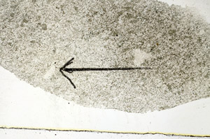 Plane Polarized, S88795