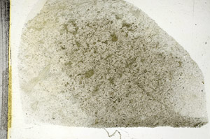 Plane Polarized, S88798