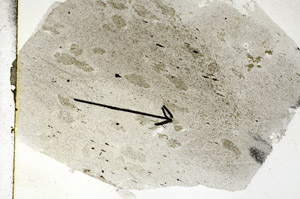 Plane Polarized, S88801