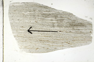 Plane Polarized, S88802
