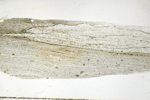 Plane Polarized, S88803