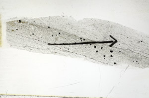 Plane Polarized, S88804