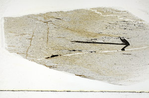 Plane Polarized, S88809