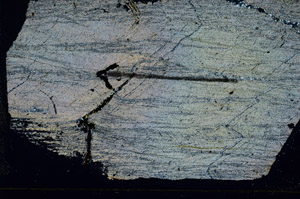 Cross Polarized, S88812