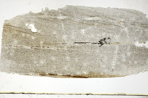 Plane Polarized, S88817