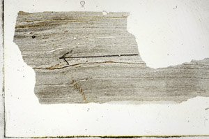 Plane Polarized, S88820