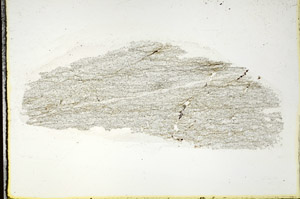 Plane Polarized, S88823