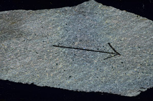 Cross Polarized, S88825