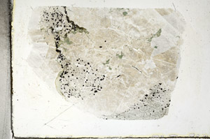 Plane Polarized, S88828