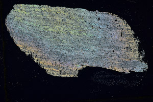 Cross Polarized, S88834