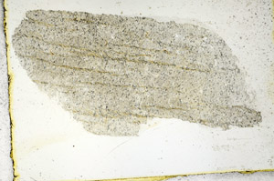 Plane Polarized, S88834