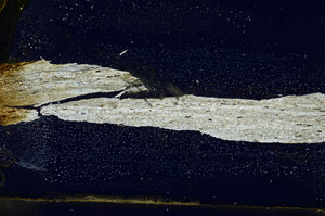 Cross Polarized, S88838
