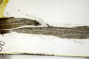 Plane Polarized, S88838