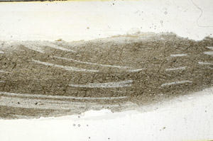 Plane Polarized, S88842