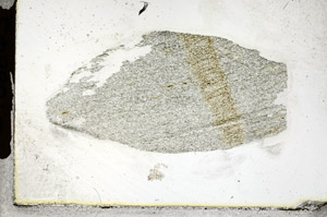 Plane Polarized, S88845