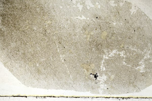 Plane Polarized, S88852