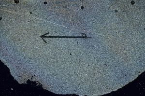 Cross Polarized, S88853