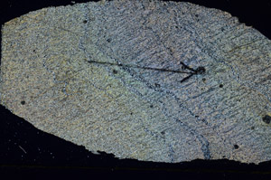 Cross Polarized, S88854