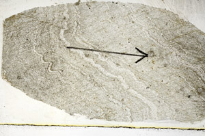 Plane Polarized, S88854