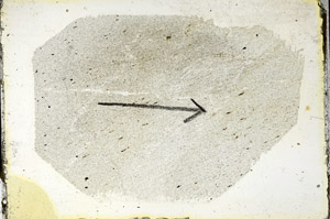 Plane Polarized, S88861