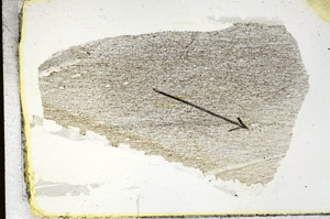Plane Polarized, S88867