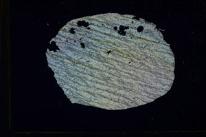 Cross Polarized, S88868