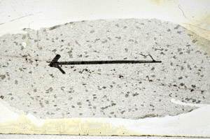 Plane Polarized, S88875