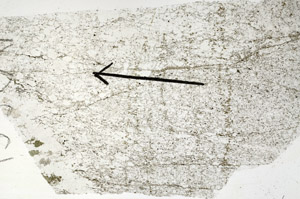 Plane Polarized, S88877