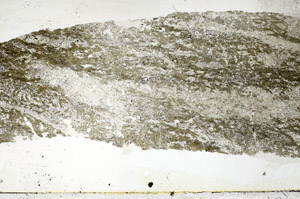 Plane Polarized, S88881