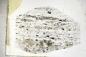 Plane Polarized, S88889