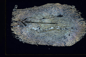 Cross Polarized, S88895