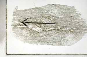 Plane Polarized, S88895