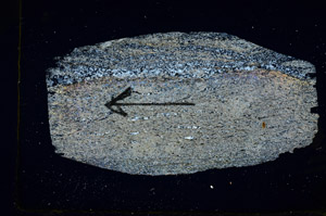 Cross Polarized, S88897