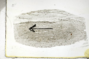 Plane Polarized, S88897