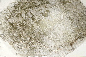 Plane Polarized, S88913